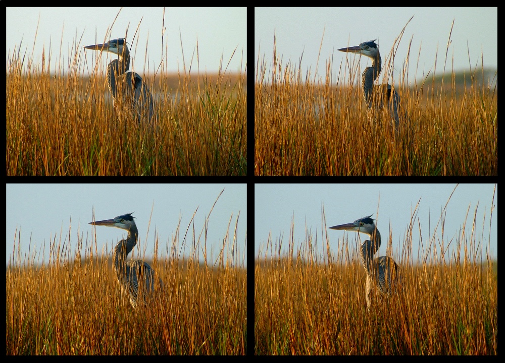 (11) heron montage.jpg   (1000x720)   360 Kb                                    Click to display next picture
